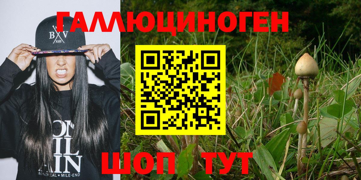 Псилоцибиновые грибы Psilocybine cubensis Лесосибирск